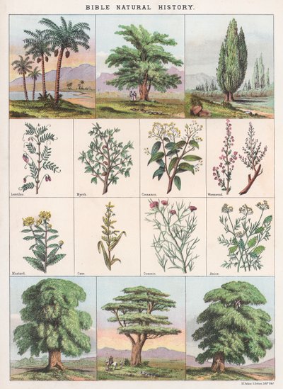 Historia natural de la Biblia de English School