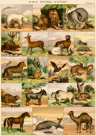 Historia natural de la Biblia de English School