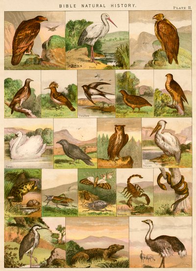 Historia natural de la Biblia de English School