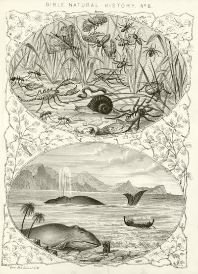 Historia natural de la Biblia de English School