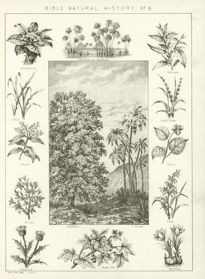 Historia natural de la Biblia de English School