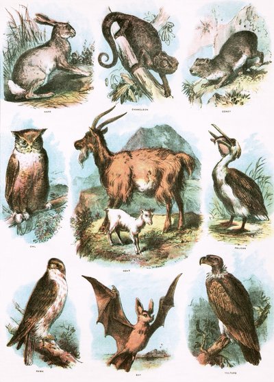 Ilustraciones Bíblicas de English School