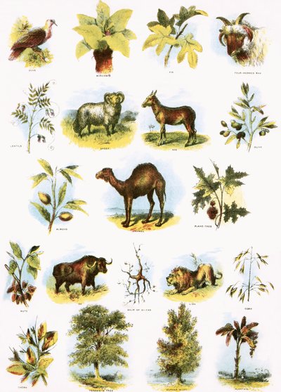 Ilustraciones bíblicas de English School