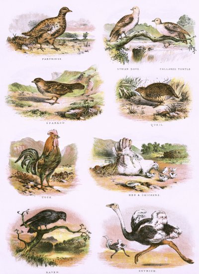 Historia natural bíblica de English School