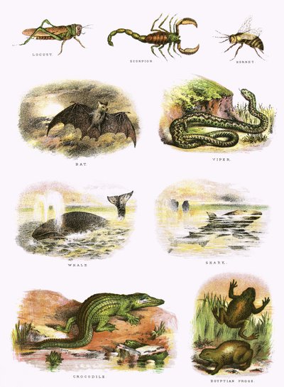 Historia natural bíblica de English School