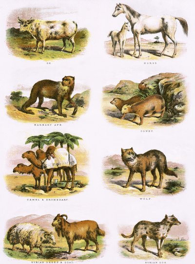Historia natural bíblica de English School