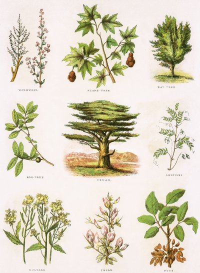 Historia natural bíblica de English School