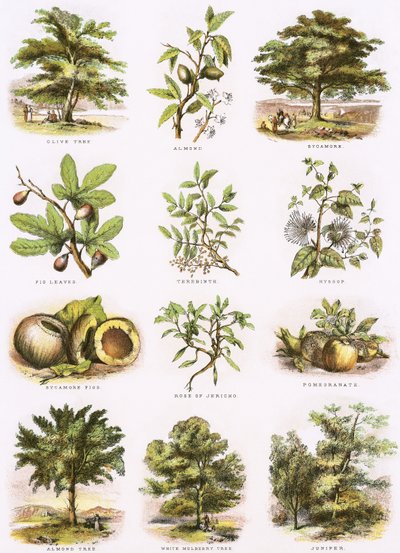 Historia natural bíblica de English School