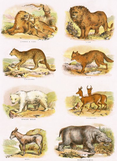 Historia natural bíblica de English School