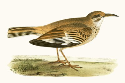 Alondra bifasciada, ilustración de 