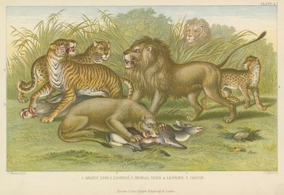 Grandes felinos de English School
