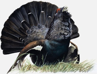 Pájaro de English School