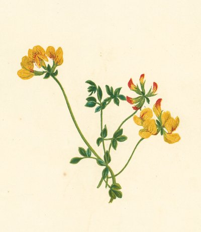 Lotus Corniculatus (litografía en color) de English School