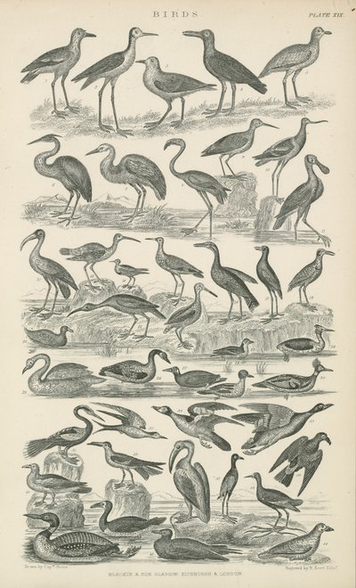 Aves de English School