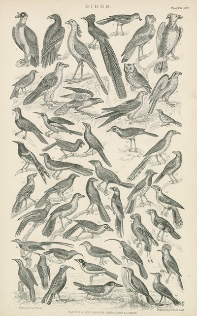 Pájaros (grabado) de English School