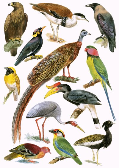 Aves de English School