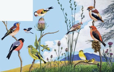 Pájaros de English School