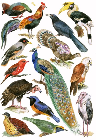 Pájaros de English School