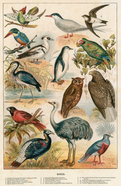 Pájaros de English School
