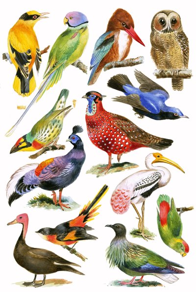 Aves de English School