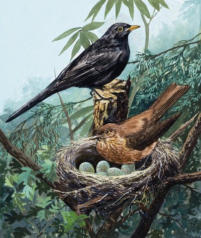 Aves y nido de English School