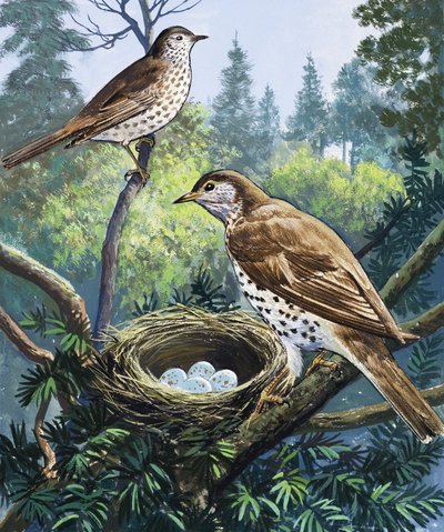 Aves y Nido de English School
