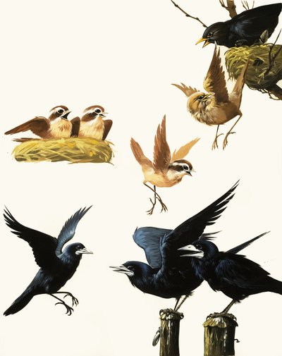 Montaje de Pájaros de English School