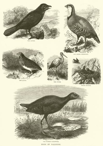 Aves de Palestina (grabado) de English School
