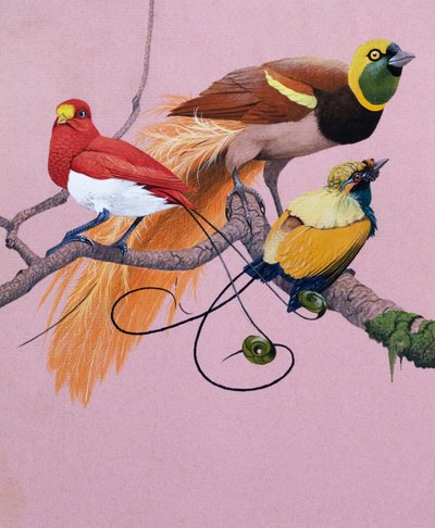 Birds of Paradise (gouache sobre papel) de English School