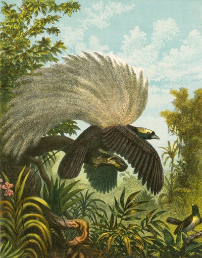 Aves del Paraíso de English School
