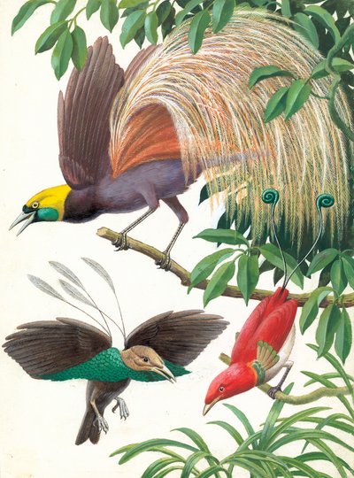 Aves del Paraíso de English School