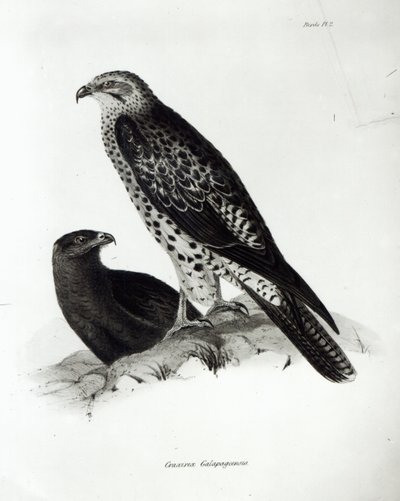 Aves de Presa, lámina 2 de 