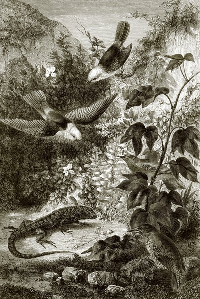 Aves, reptiles y vegetación de English School