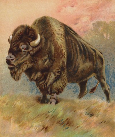 Bisonte (litografía en color) de English School