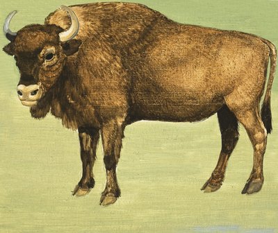 Bisonte o Búfalo Americano de English School