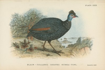 Gallina de Guinea Crestada de Collar Negro de English School