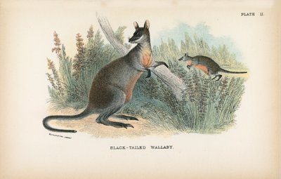 Wallaby de cola negra de English School