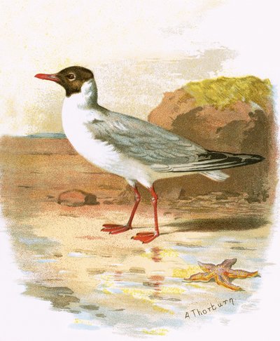 Gaviota reidora de English School