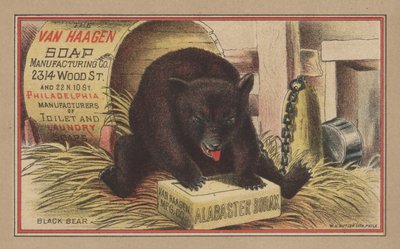 Oso negro de English School