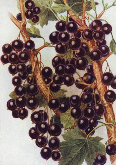 Grosella negra 