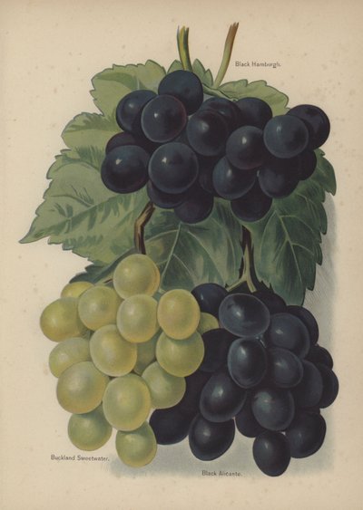 Black Hamburgh, Buckland Sweetwater, Black Alicante de English School