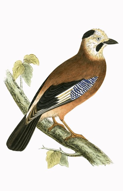 Arrendajo de Cabeza Negra, ilustración de 