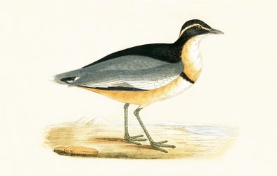 Chorlito de Cabeza Negra, ilustración de 