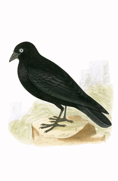 Grajo negro, ilustración de 