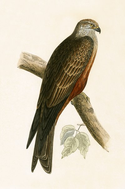 Milano negro, ilustración de 