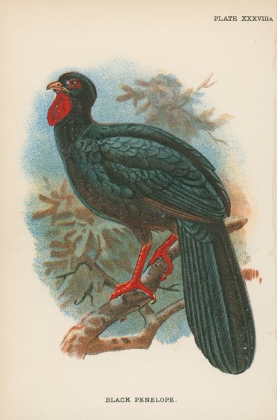 Penélope Negra de English School