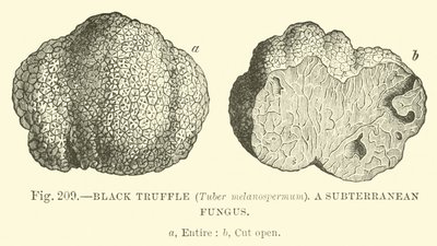 Trufa Negra (Tuber melanospermum); Un hongo subterráneo de English School