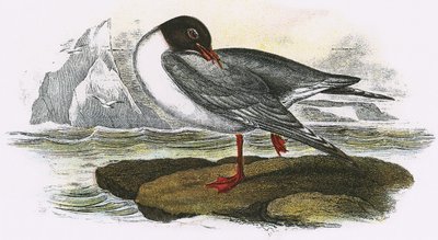Gaviota de cabeza negra de English School
