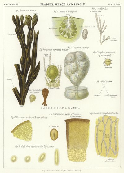 Alga marina y enredo de English School