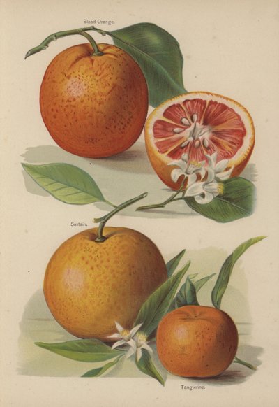 Blood Orange, Sustain, Tangierine de English School